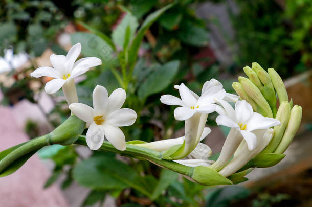 具枝叶和花蕾的块茎白色花朵, 与模糊的背景