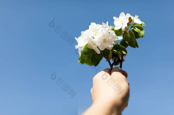 自然背景下的苹果花，美丽的春花