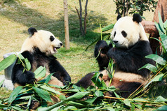 两只熊猫在吃竹子