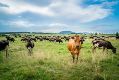 新西兰的牛/新西兰有许多牛品种，在采摘时，哪一种是最好的
