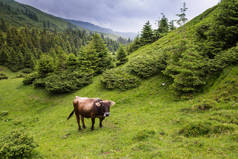 在喀尔巴阡山脉草地上吃草的奶牛