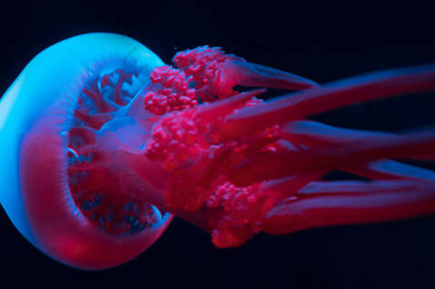 蓝色和粉色霓虹灯下的水母全景照片，黑色背景
