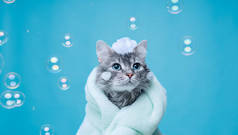 有趣的湿灰色，肥大，可爱的小猫洗澡后裹着大眼睛的毛巾。刚刚洗了只可爱的绒毛猫头上涂着肥皂泡沫蓝色背景.