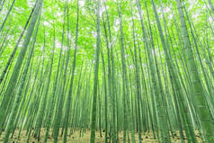 中国的竹林