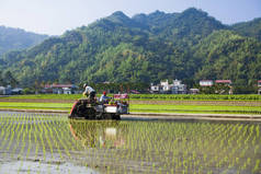农民们在稻田里使用插秧机。
