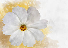 白色宇宙之花的水彩画-拉丁美洲的宇宙之花。信头还是问候车