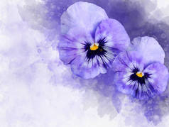 水彩画中紫色三色紫罗兰花的特写镜头。贺卡的植物学插图。