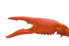 螯虾爪