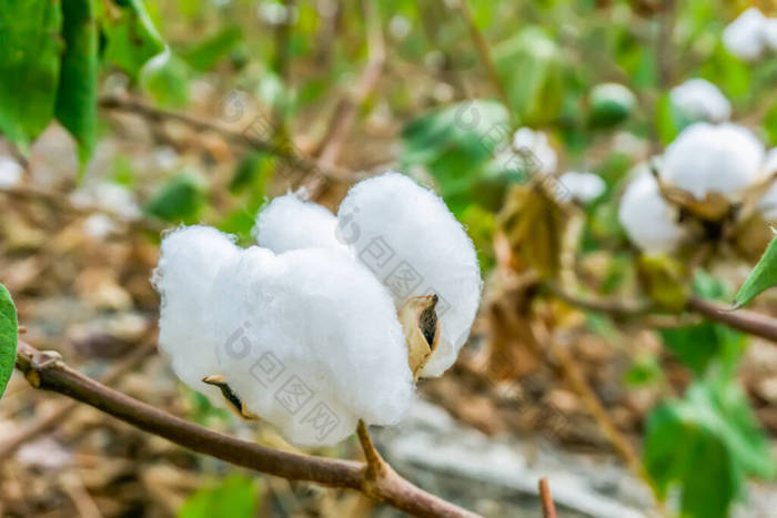 农村地区的棉花种植