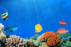 海底的各种热带暗礁鱼