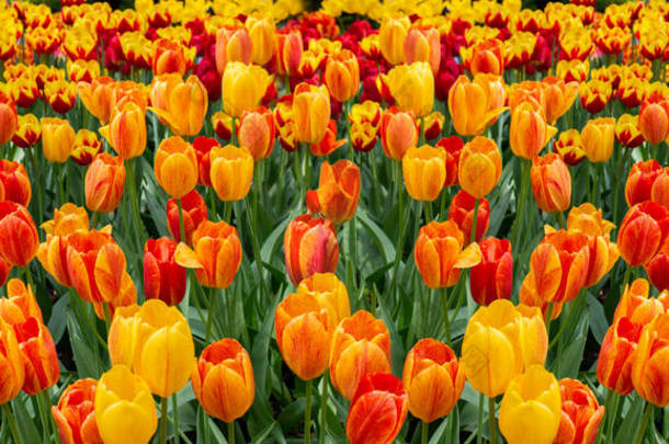 红色的黄花郁金香，春天的花朵，带着新鲜的迷你天然郁金香花。全景背景设计,美丽的花卉天然横幅墙纸.开花郁金香全框