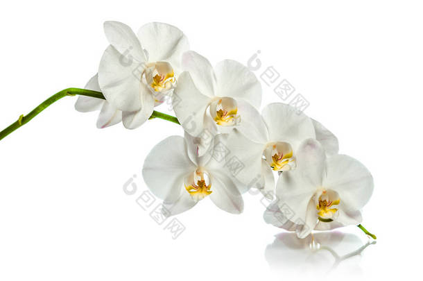 兰花, 白色兰花的分枝。贺卡。美丽的构图。隔离在白色背景上。白色兰花分枝具反射在白色背景