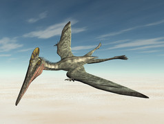 翼龙 pterodactylus