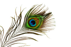 孔雀羽毛眼睛的详细信息