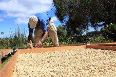 农夫干燥咖啡豆在阳光下