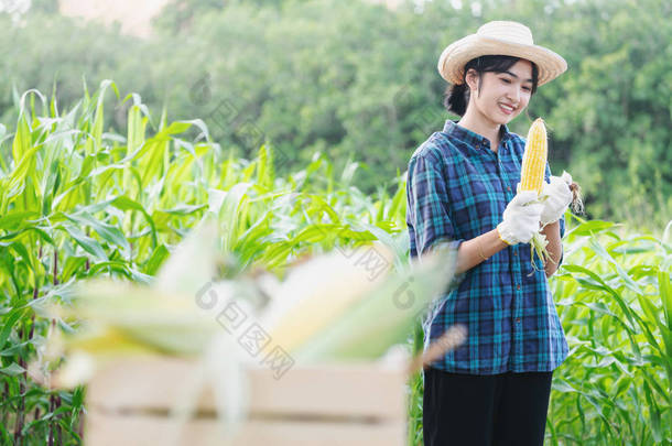 年轻的女农民正在收集玉米.