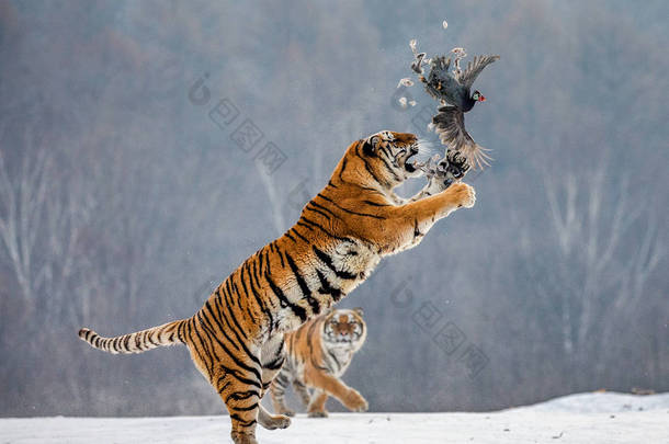 中国哈尔滨市污泥高河子公园<strong>西伯利亚</strong>虎公园<strong>西伯利亚</strong>虎公园雪原虎在冬季森林捕捉猎物鸟时跳跃. 