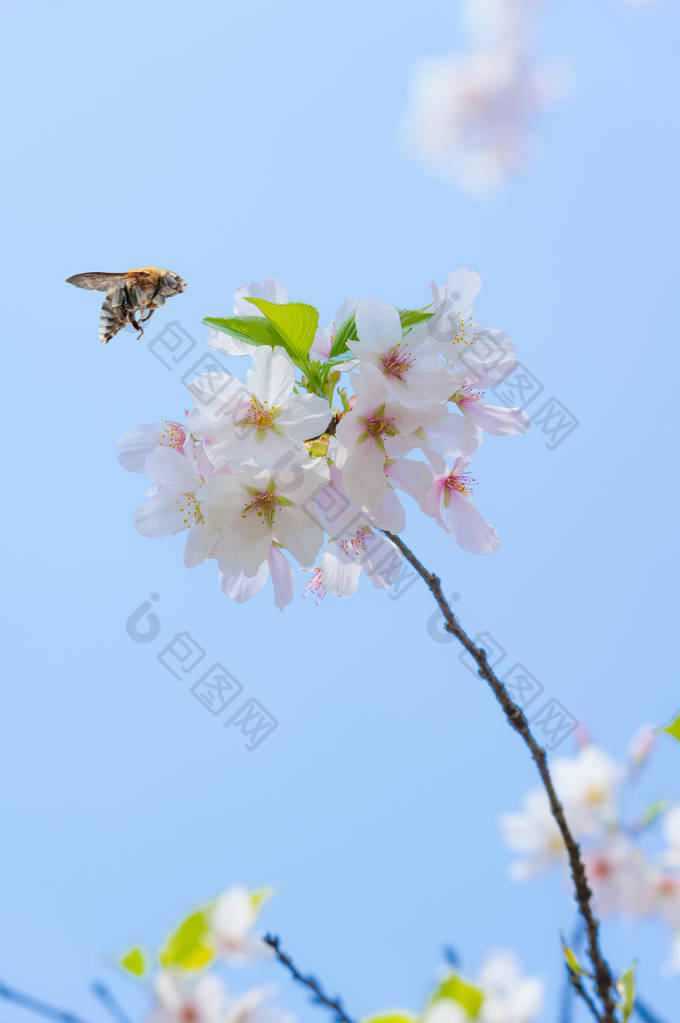 武汉樱花花园春天的风景