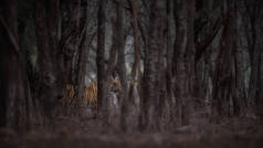 皇家孟加拉老虎在自然栖所。野生动物现场 