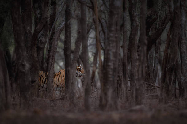 皇家孟加拉<strong>老虎</strong>在自然栖所。<strong>野生动物</strong>现场 