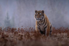 从正面来看，跑来追捕猎物在冬天在雪地上跑的西伯利亚虎。（虎) 