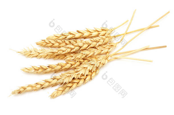从白色背景分离出来的小麦