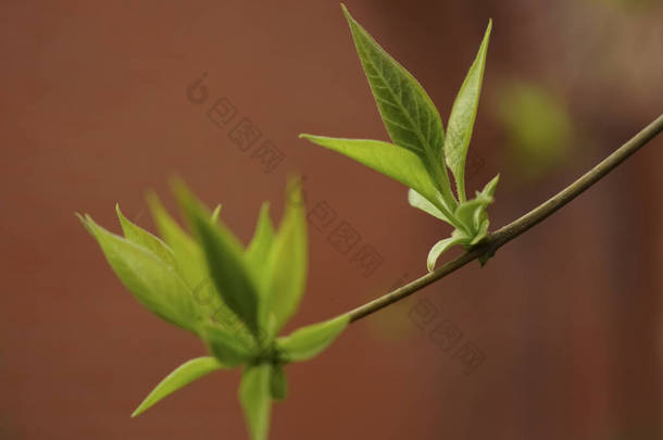  春天的花蕾。初春芽在枝条上，特写图像。春天的时候,栗树枝头长出了绿叶.隔离在红墙上