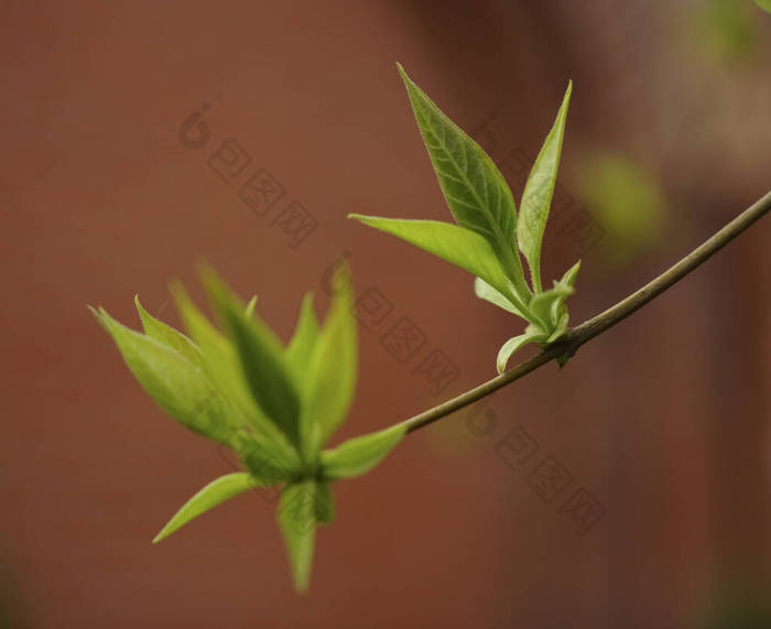  春天的花蕾。初春芽在枝条上，特写图像。春天的时候,栗树枝头长出了绿叶.隔离在红墙上