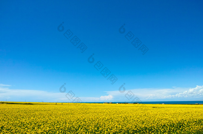 青海湖盛开的油菜花