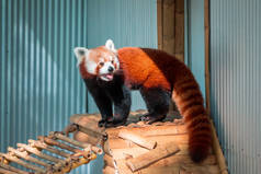 夏天的一天，红熊猫在约翰球动物园的圈子里爬来爬去