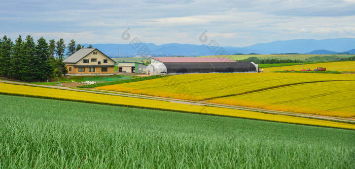 夏日美丽的乡村风光 