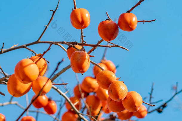 晚秋的时候，西门子树在蓝色的天空下结满了成熟的橙子