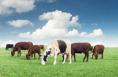 奶牛在农场的场长