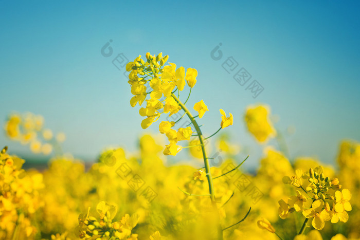 农业耕地油料菜籽花