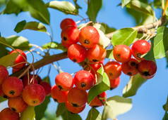 覆盆子和野苹果马鲁氏属（英语：Malus）是蔷薇科的一种小型落叶苹果树或灌木。