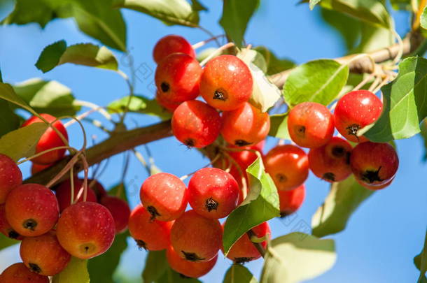 覆盆子和野苹果马鲁氏属（英语：Malus）是蔷薇科的一种小型落叶苹果树或灌木。