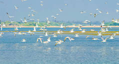 海鸥群飞过湖面
