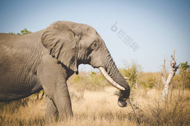 关闭南非自然<strong>保护</strong>区非洲<strong>大象</strong>的形象