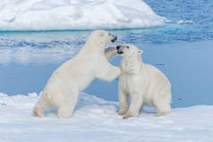 在斯瓦尔巴群岛北部的北冰洋，两只年轻的野生北极熊幼崽在冰块上玩耍