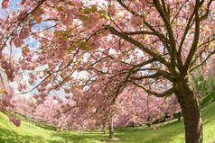 春季粉红色樱花