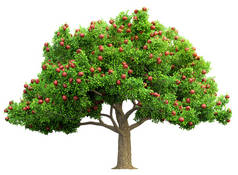 红苹果树孤立的 3d 图