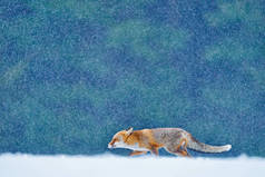 猎杀红狐、秃鹫、欧洲野生动物。橙色皮毛动物在自然界的栖息地.狐狸在冬天的森林草地上，白雪覆盖着    