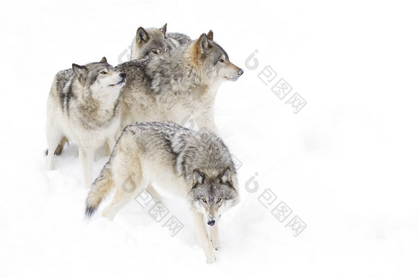 木材狼或<strong>灰</strong>狼 (犬的狼疮), 孤立的白色<strong>背景</strong>, 木材狼包站在下降的雪在加拿大