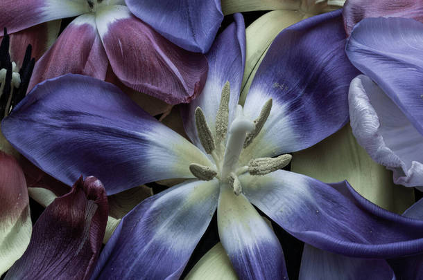 在五彩缤纷的花瓣床上，绽放着<strong>淡</strong>蓝色的郁金香花