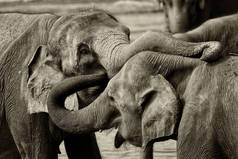 斯里兰卡大象亚洲象属