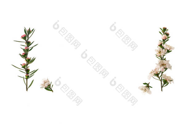 白色的新西兰茶树花的特写，花朵盛开，中间有复制空间