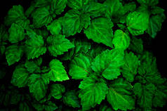一个郁郁葱葱的绿色广药植物是湿的下雨使颜色更加强烈。香味用于香水、芳香疗法和精油.