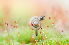 蜗牛和苔藓