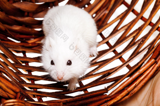在篮子里只白老鼠