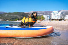 可爱的腊肠狗穿着橙色的救生衣站在SUP板上，作为熟练的冲浪手，在阳光明媚的日子里靠岸。活卫兵和水上运动
